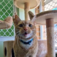 Photo of Cheeto