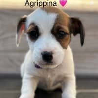 Photo of Agrippina