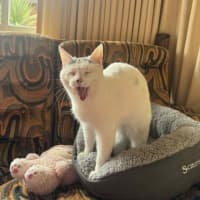 Photo of Nora   In Foster Care In Fawkner