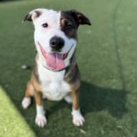 Photo of Honey Imp 3093