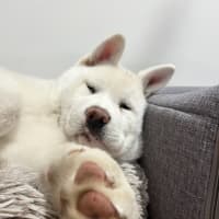 Photo of Pierogi