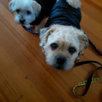 Photo of Charlie And Snooka