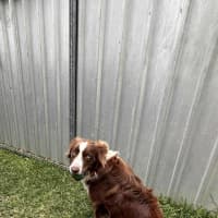Photo of Zeke   11 Month Old Border Collie