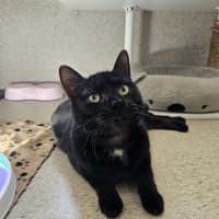 Photo of Lord Farquaad