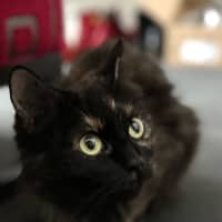 Photo of Cali