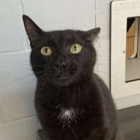Photo of Spot