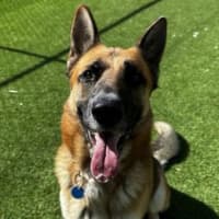 Photo of Moose