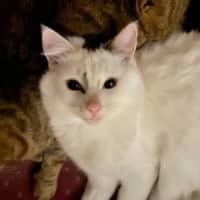 Photo of Nio   In Foster Care In Clayton