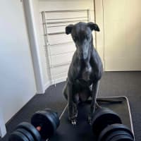 Photo of Juno The Greyhound 