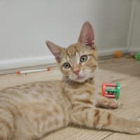 Photo of Storm – Ringworm Special $49