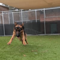 Photo of Sarge