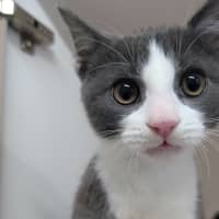 Photo of Mako