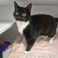 Photo of Vader
