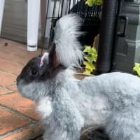 Photo of Pebbles (W Cotton Candy)