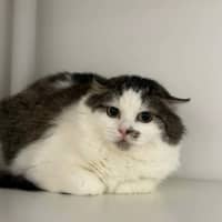Photo of Anchovy
