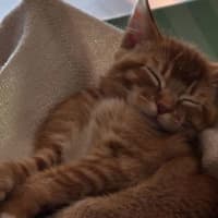 Photo of Peanut