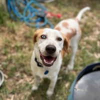 Photo of Biscoff