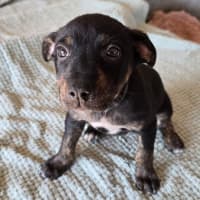 Photo of The Swedish Chef 