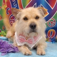 Photo of Pixie