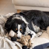 Photo of Marlee   4 Year Old Border Collie
