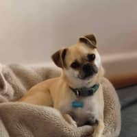 Photo of Bailey