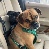 Photo of Chippy 🐵