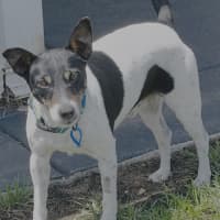 Photo of Rex   7 Year Old Fox Terrier (Trial)