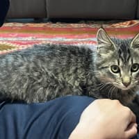 Photo of Mochi