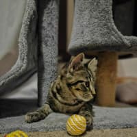 Photo of Oscar   Located In Boronia 