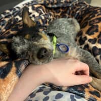 Photo of Dixie   13 Week Old Cattle Dog