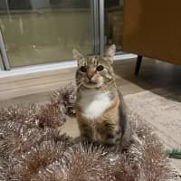 Photo of Freckles