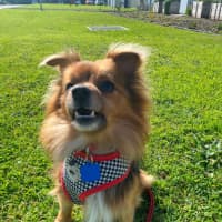 Photo of Bobo