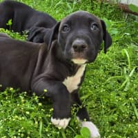 Photo of Binky   7 Week Old Bull Arab X Mastiff 