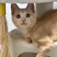 Photo of Buttercup