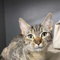 Photo of Tiger Lilly