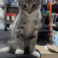 Photo of Mittens Clowder