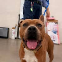 Photo of Scooby