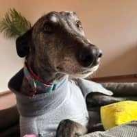 Photo of Jeff, The Greyhound