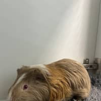 Photo of Tiffy
