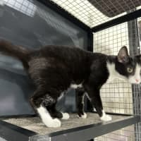 Photo of Rosie   Available At Pet Quarters Morisset