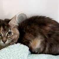 Photo of Misty Sua013325