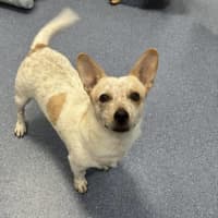 Photo of Rocco