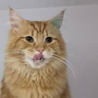 Photo of Oliver