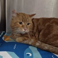 Photo of Simba