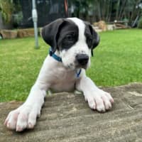 Photo of Patch 
