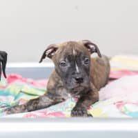 Photo of Lucky Charm