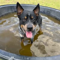 Photo of Bandit