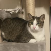 Photo of Melon
