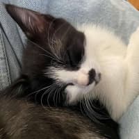 Photo of Miffy   Located In Wantirna South