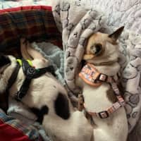 Photo of Chase And Isabella 